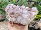 Natural Sunburst Cactus Flower Spirit Amethyst Clusters x 1 From South Africa - Toprock Gemstones and Minerals 