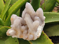 Natural Amethyst and Fairy Cactus Spirit Quartz Clusters x 2 From South Africa