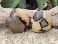 Polished Fossilized Septerye Hearts x 6 From Mahajanga, Madagascar