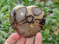 Polished Fossilized Septerye Hearts x 6 From Mahajanga, Madagascar