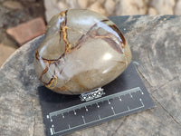 Polished Fossilized Septerye Hearts x 6 From Mahajanga, Madagascar