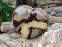 Polished Fossilized Septerye Hearts x 6 From Mahajanga, Madagascar