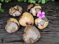 Polished Fossilized Septerye Hearts x 6 From Mahajanga, Madagascar