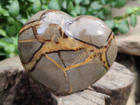 Polished Fossilized Septerye Hearts x 6 From Mahajanga, Madagascar