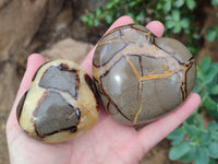 Polished Fossilized Septerye Hearts x 6 From Mahajanga, Madagascar