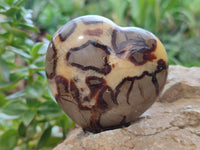 Polished Fossilized Septerye Hearts x 6 From Mahajanga, Madagascar