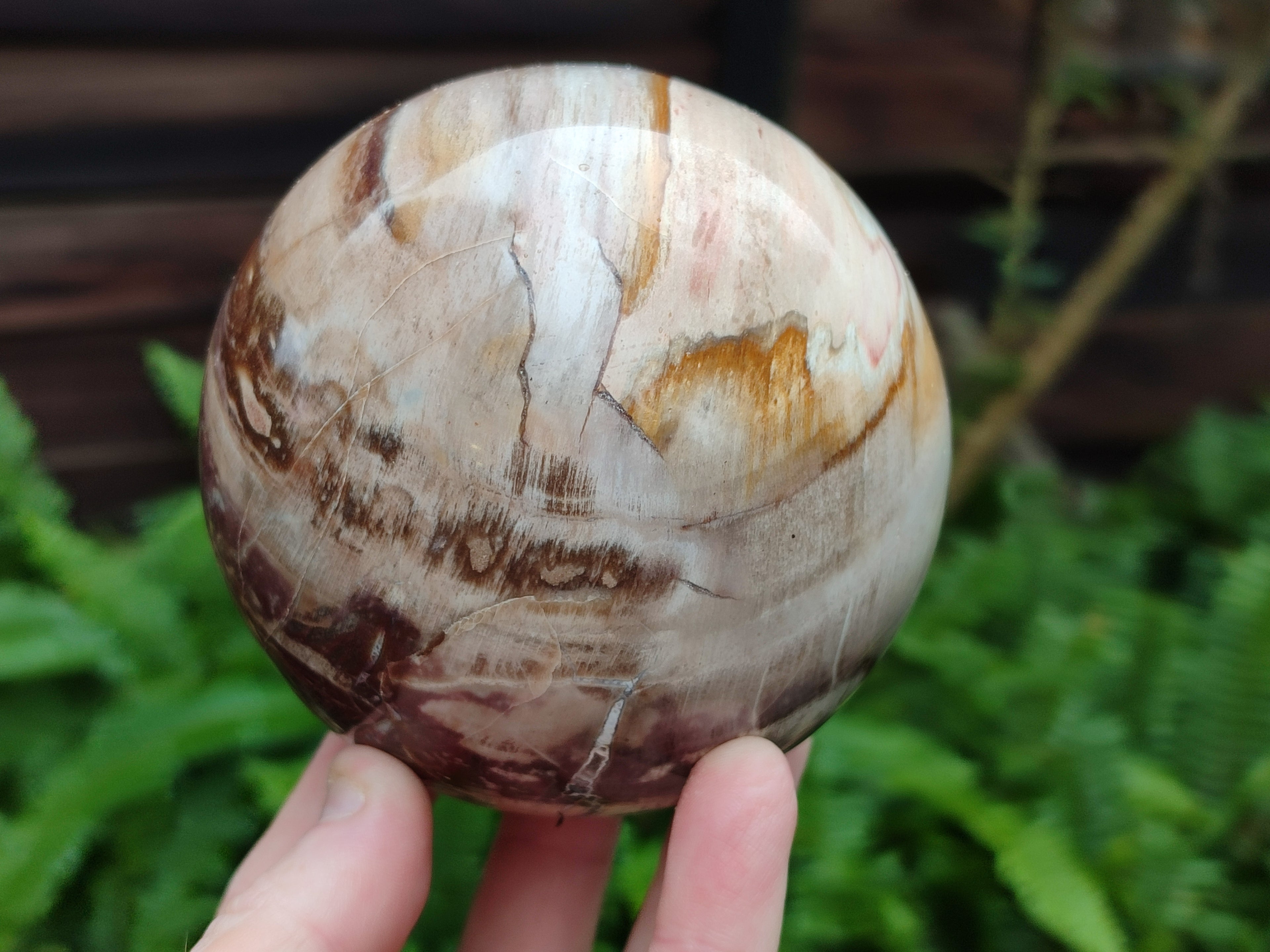 Polished Podocarpus Petrified Wood Spheres x 2 From Mahajanga, Madagascar - Toprock Gemstones and Minerals 