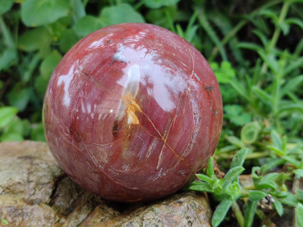 Polished Podocarpus Petrified Wood Spheres x 2 From Mahajanga, Madagascar - Toprock Gemstones and Minerals 