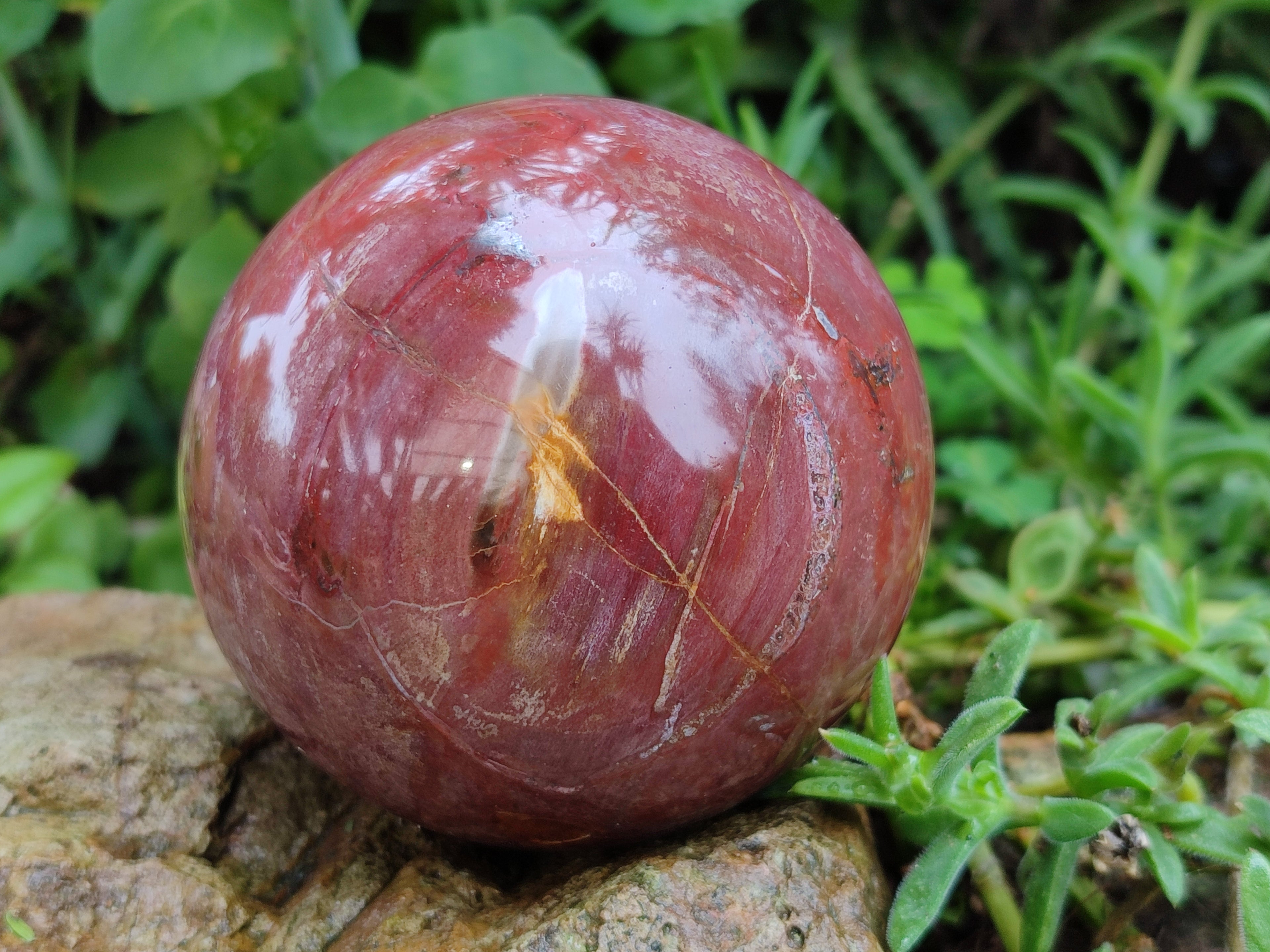 Polished Podocarpus Petrified Wood Spheres x 2 From Mahajanga, Madagascar - Toprock Gemstones and Minerals 