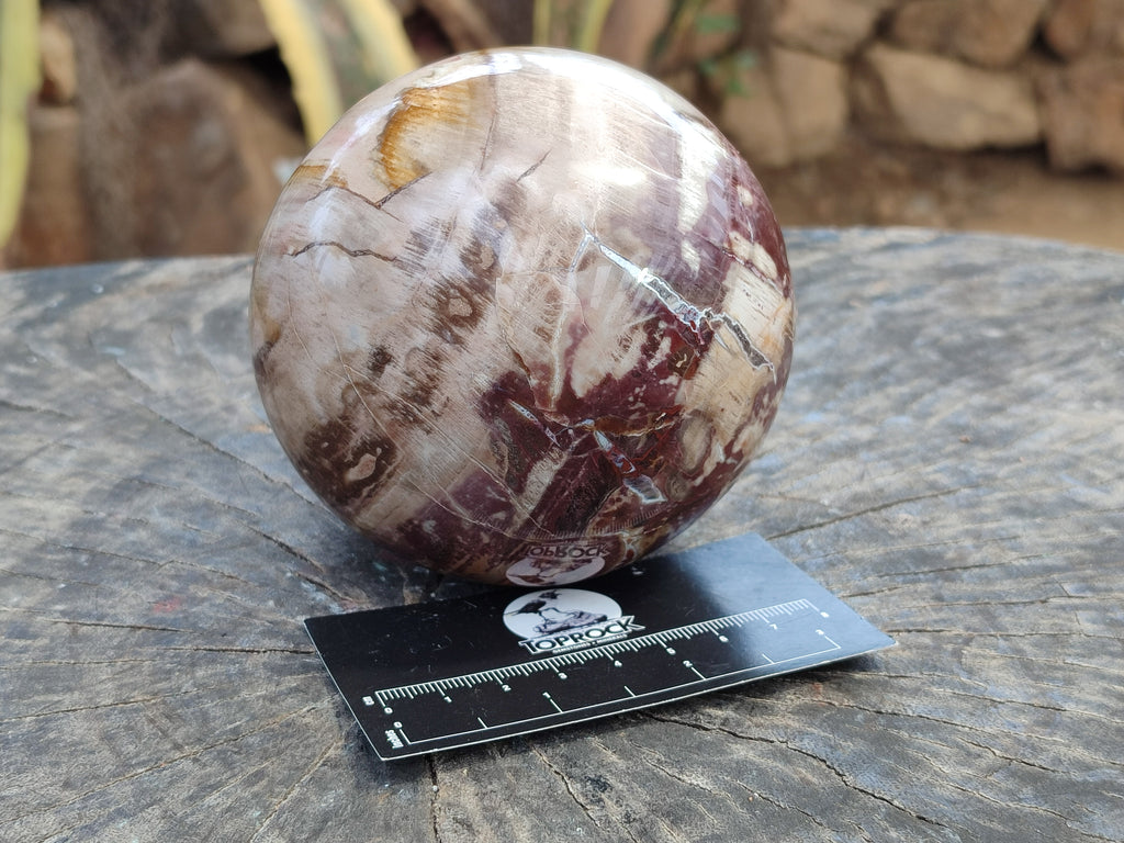 Polished Podocarpus Petrified Wood Spheres x 2 From Mahajanga, Madagascar - Toprock Gemstones and Minerals 