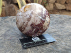 Polished Podocarpus Petrified Wood Spheres x 2 From Mahajanga, Madagascar - Toprock Gemstones and Minerals 