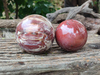 Polished Podocarpus Petrified Wood Spheres x 2 From Mahajanga, Madagascar