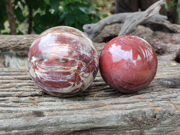 Polished Podocarpus Petrified Wood Spheres x 2 From Mahajanga, Madagascar