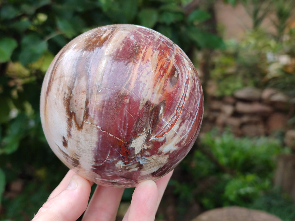 Polished Podocarpus Petrified Wood Spheres x 2 From Mahajanga, Madagascar - Toprock Gemstones and Minerals 