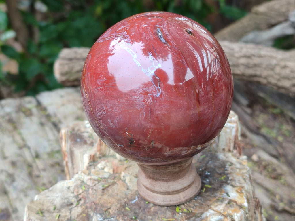 Polished Podocarpus Petrified Wood Spheres x 2 From Mahajanga, Madagascar - Toprock Gemstones and Minerals 