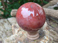 Polished Podocarpus Petrified Wood Spheres x 2 From Mahajanga, Madagascar