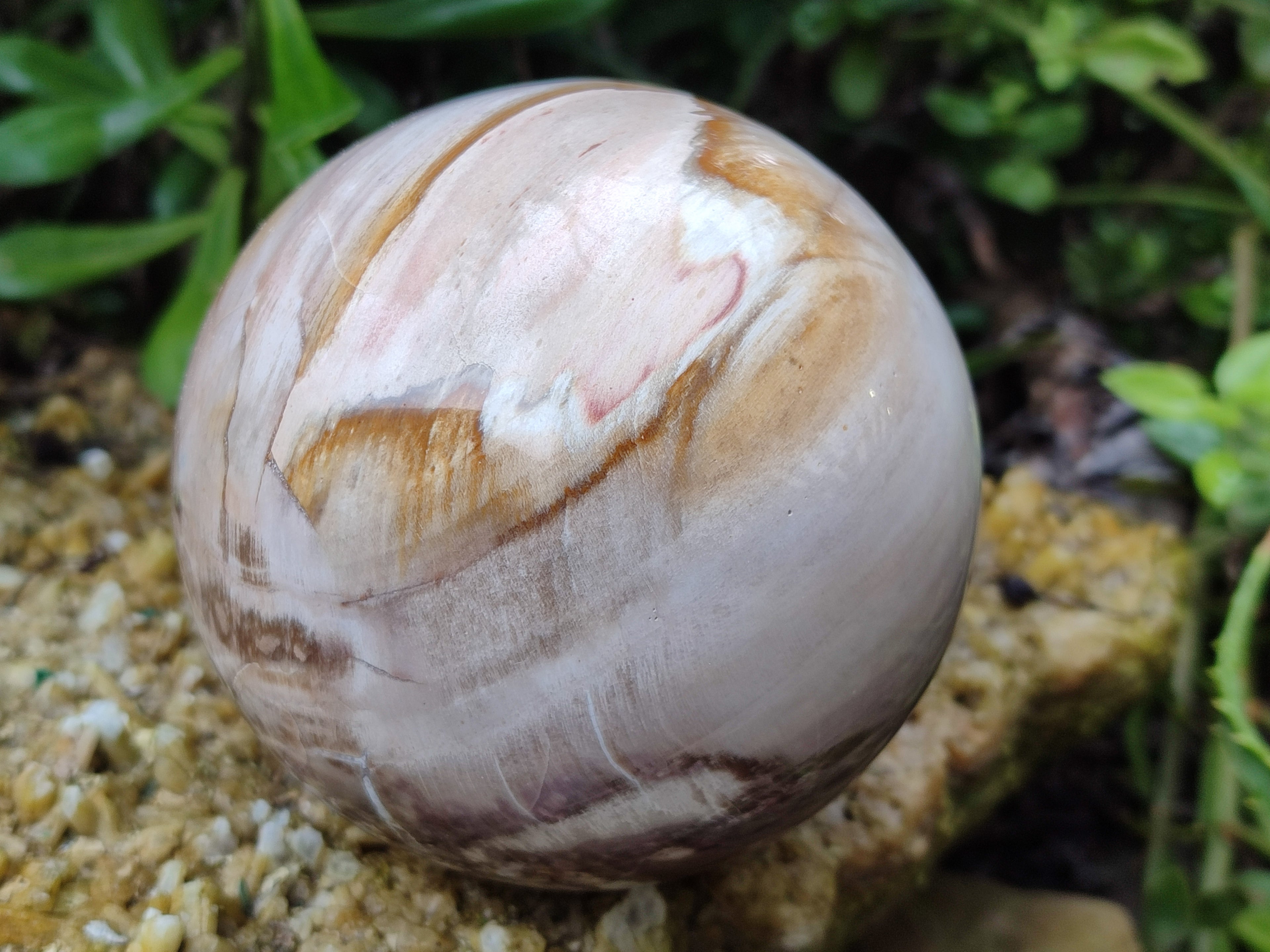 Polished Podocarpus Petrified Wood Spheres x 2 From Mahajanga, Madagascar - Toprock Gemstones and Minerals 