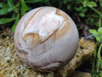 Polished Podocarpus Petrified Wood Spheres x 2 From Mahajanga, Madagascar