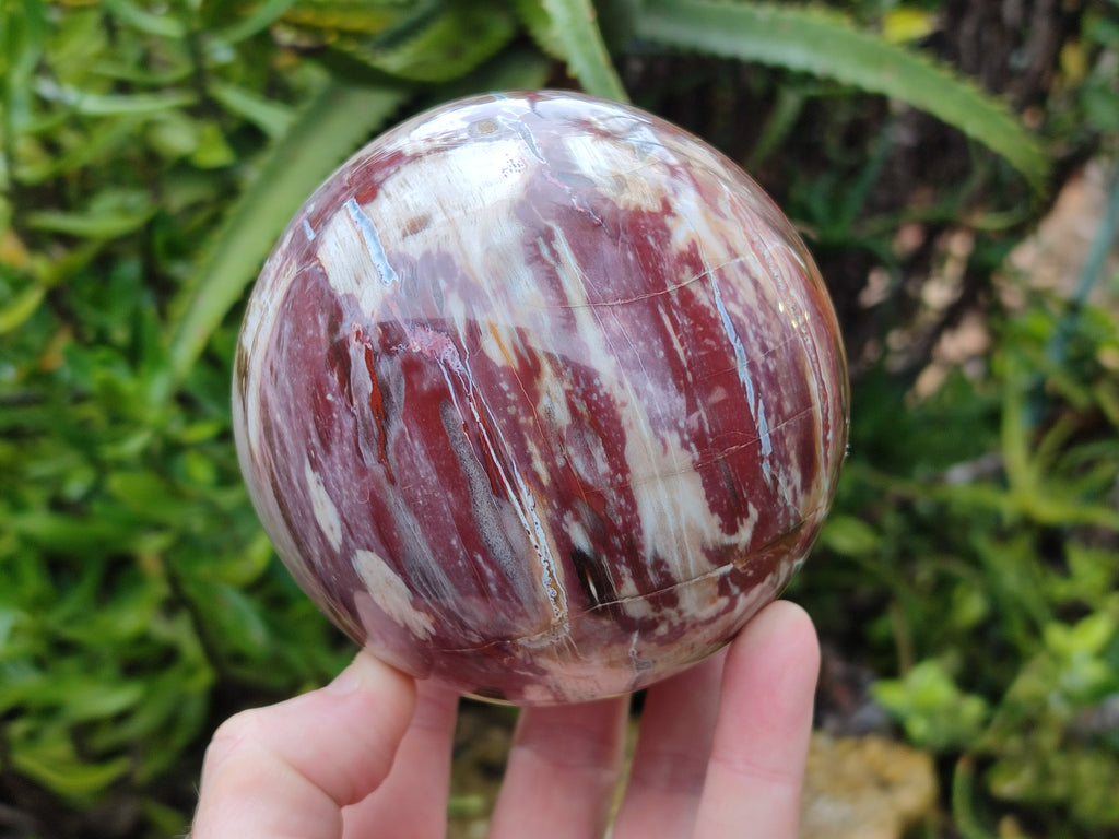 Polished Podocarpus Petrified Wood Spheres x 2 From Mahajanga, Madagascar - Toprock Gemstones and Minerals 