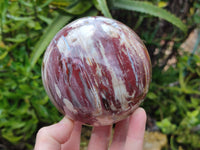 Polished Podocarpus Petrified Wood Spheres x 2 From Mahajanga, Madagascar