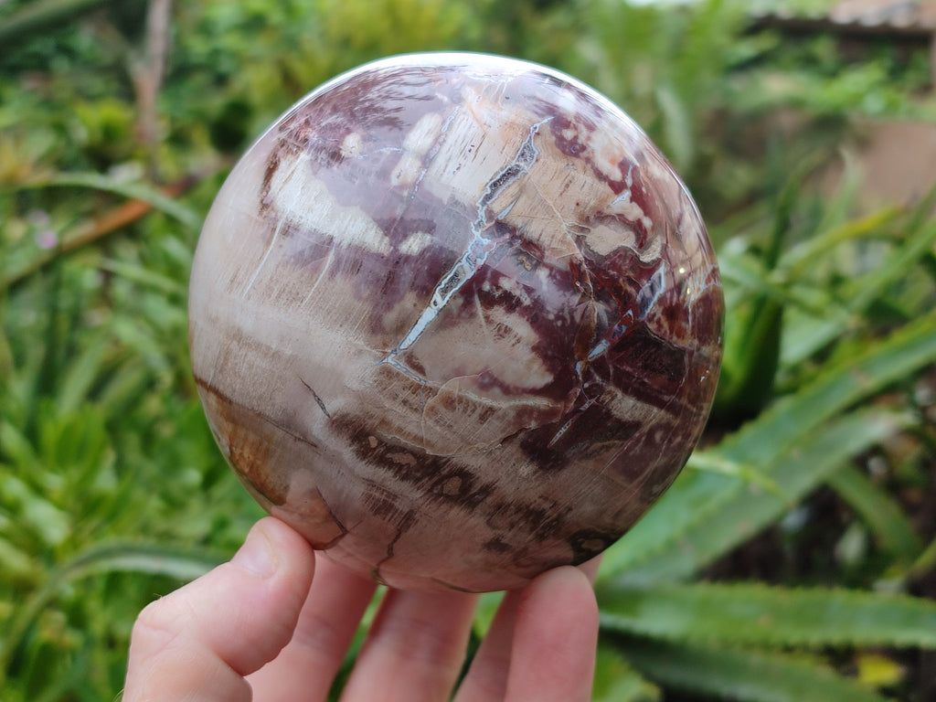 Polished Podocarpus Petrified Wood Spheres x 2 From Mahajanga, Madagascar - Toprock Gemstones and Minerals 