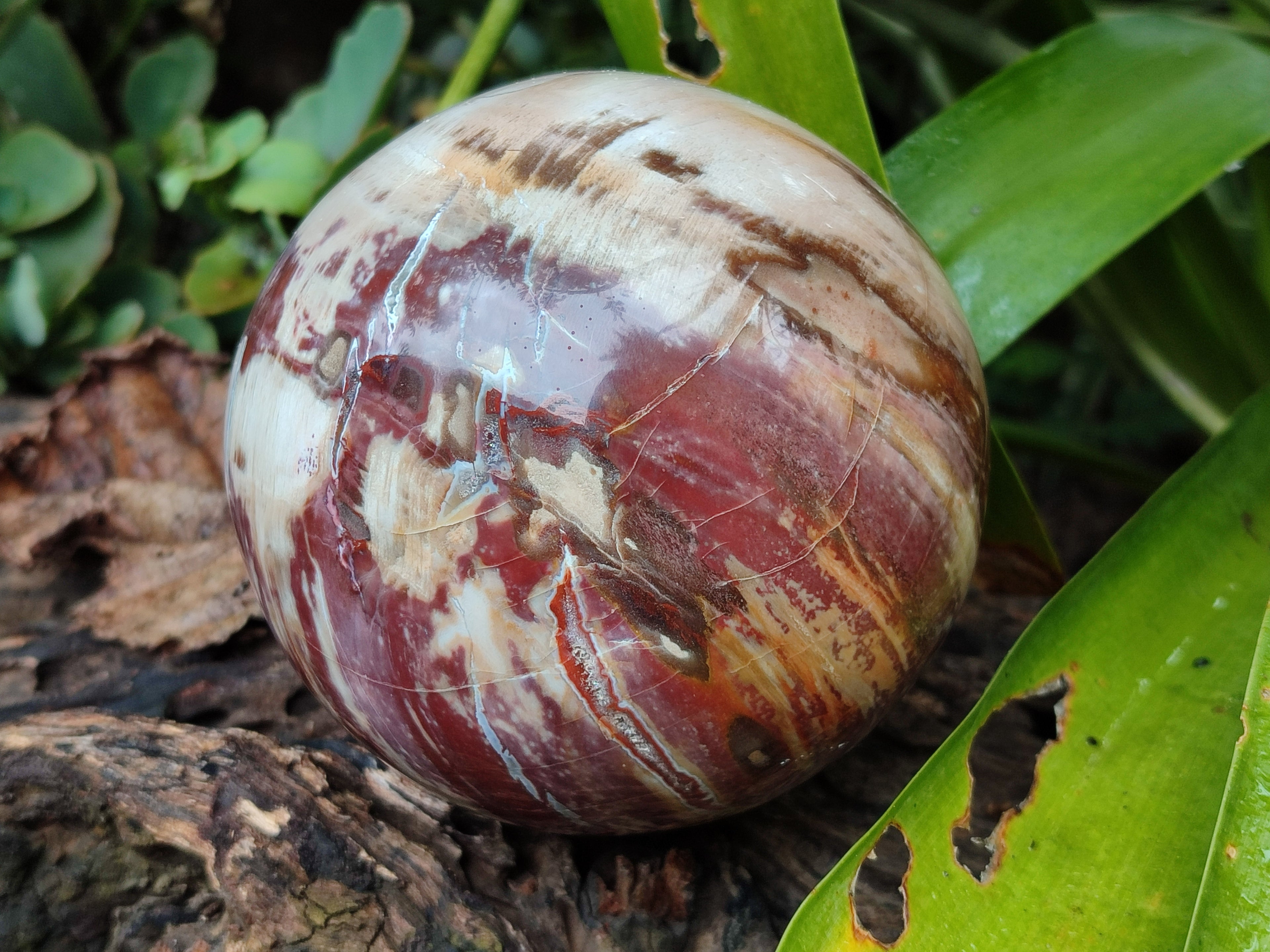 Polished Podocarpus Petrified Wood Spheres x 2 From Mahajanga, Madagascar - Toprock Gemstones and Minerals 