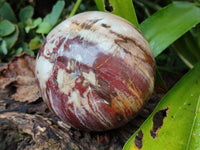 Polished Podocarpus Petrified Wood Spheres x 2 From Mahajanga, Madagascar