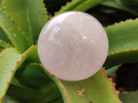 Polished Star Rose Quartz Spheres x 3 From Ambatondrazaka, Madagascar