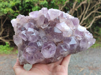 Natural Jacaranda Amethyst Quartz Cluster x 1 From Mumbwa, Zambia