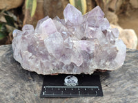 Natural Jacaranda Amethyst Quartz Cluster x 1 From Mumbwa, Zambia