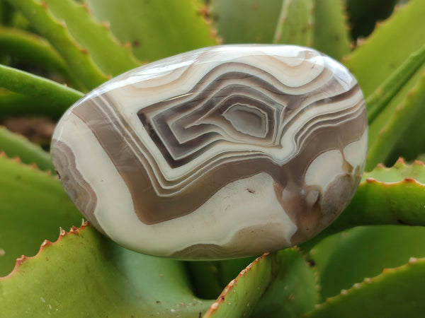 Polished Sashe River Agate Free Forms x 6 From Zimbabwe