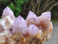 Natural Sunburst Cactus Flower Spirit Amethyst Clusters x 2 From South Africa