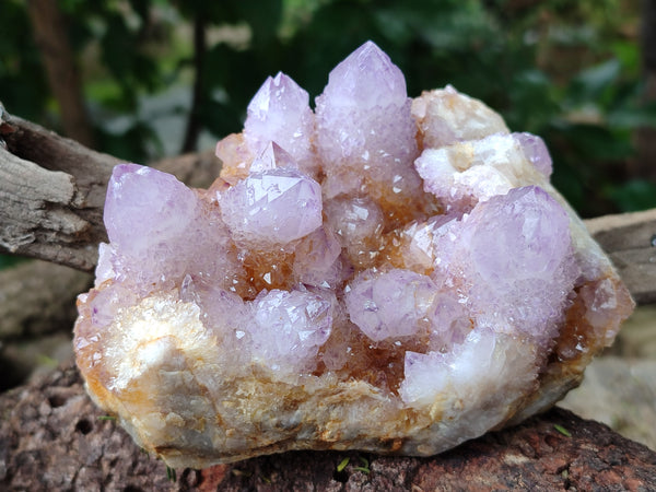 Natural Sunburst Cactus Flower Spirit Amethyst Clusters x 2 From South Africa