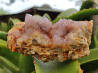Natural Sunburst Cactus Flower Spirit Amethyst Clusters x 2 From South Africa