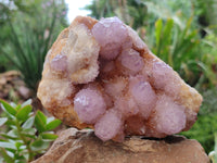 Natural Sunburst Cactus Flower Spirit Amethyst Clusters x 2 From South Africa