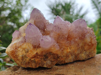 Natural Sunburst Cactus Flower Spirit Amethyst Clusters x 2 From South Africa