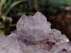 Natural Dark Amethyst Spirit Quartz Clusters x 2 From Boekenhouthoek, South Africa - Toprock Gemstones and Minerals 