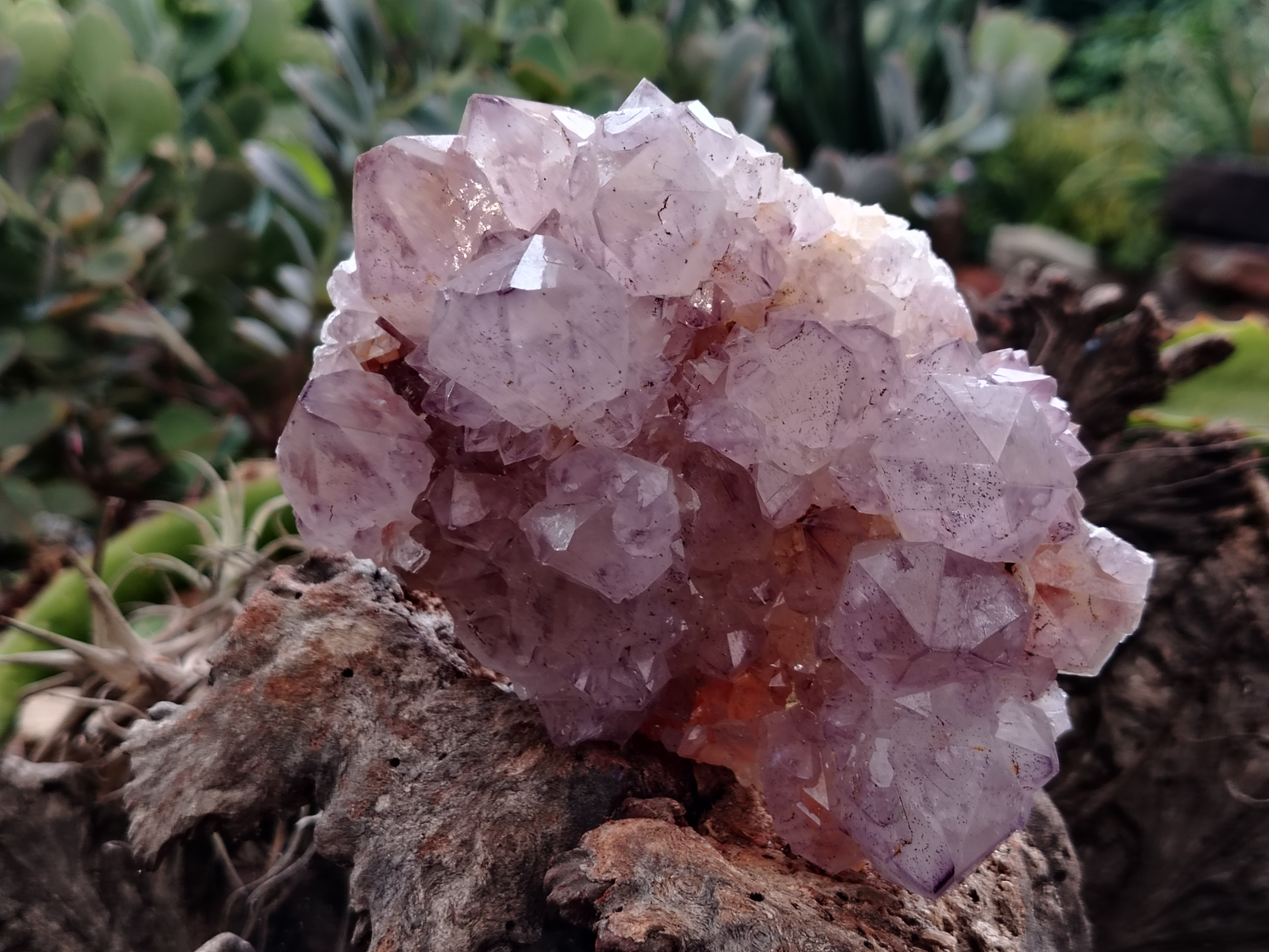 Natural Dark Amethyst Spirit Quartz Clusters x 2 From Boekenhouthoek, South Africa - Toprock Gemstones and Minerals 