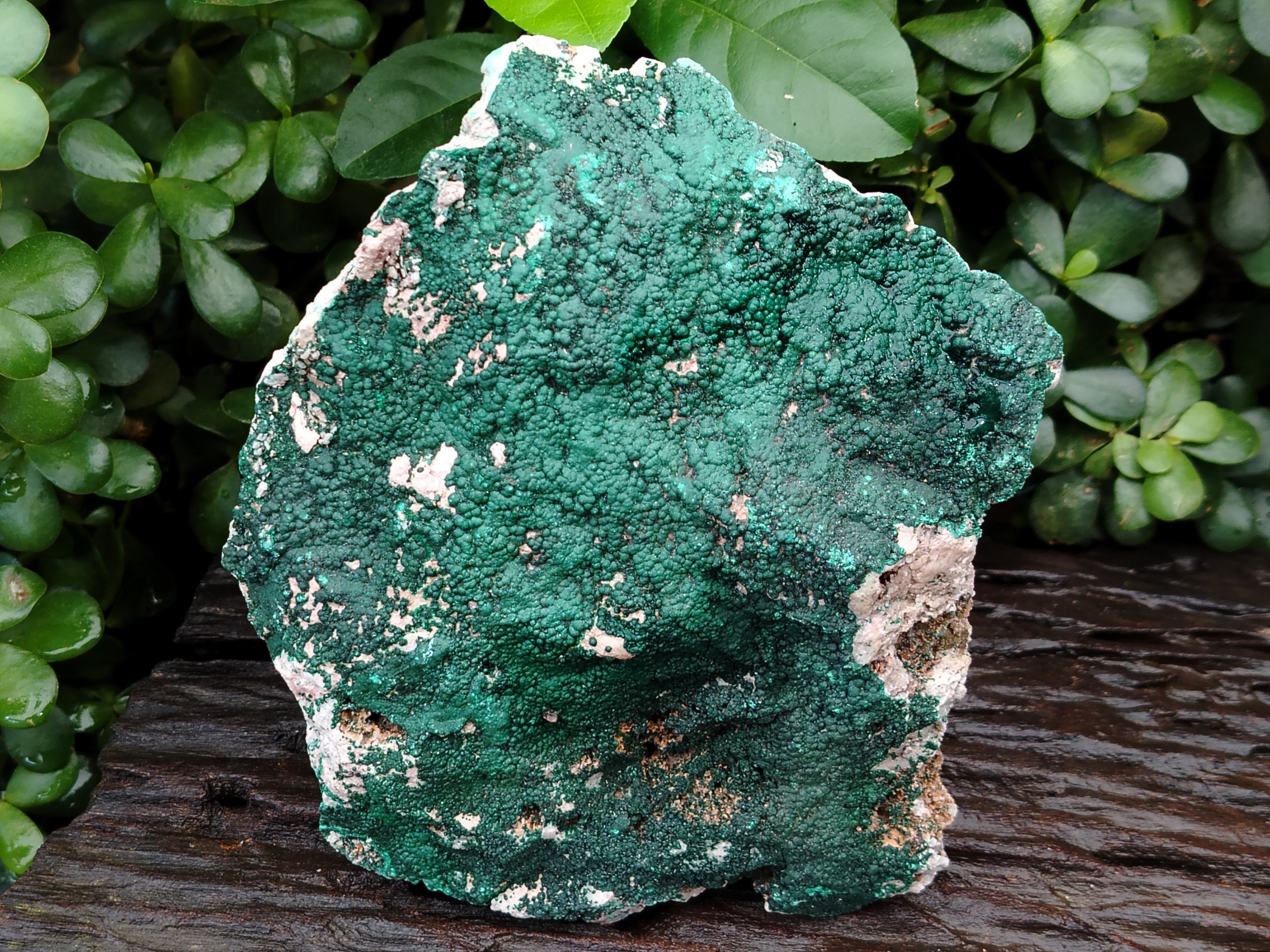 Natural Botryoidal Malachite Specimens x 1 From Tenke Fungurume, Congo - Toprock Gemstones and Minerals 