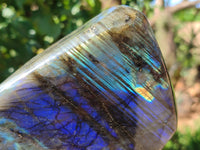 Polished Labradorite Standing Free Forms x 2 From Tulear, Madagascar - Toprock Gemstones and Minerals 