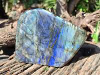 Polished Labradorite Standing Free Forms x 2 From Tulear, Madagascar - Toprock Gemstones and Minerals 