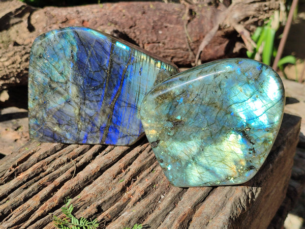 Polished Labradorite Standing Free Forms x 2 From Tulear, Madagascar - Toprock Gemstones and Minerals 