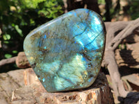 Polished Labradorite Standing Free Forms x 2 From Tulear, Madagascar - Toprock Gemstones and Minerals 