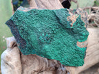 Natural Botryoidal Malachite Specimens x 6 From Tenke Fungurume, Congo - Toprock Gemstones and Minerals 