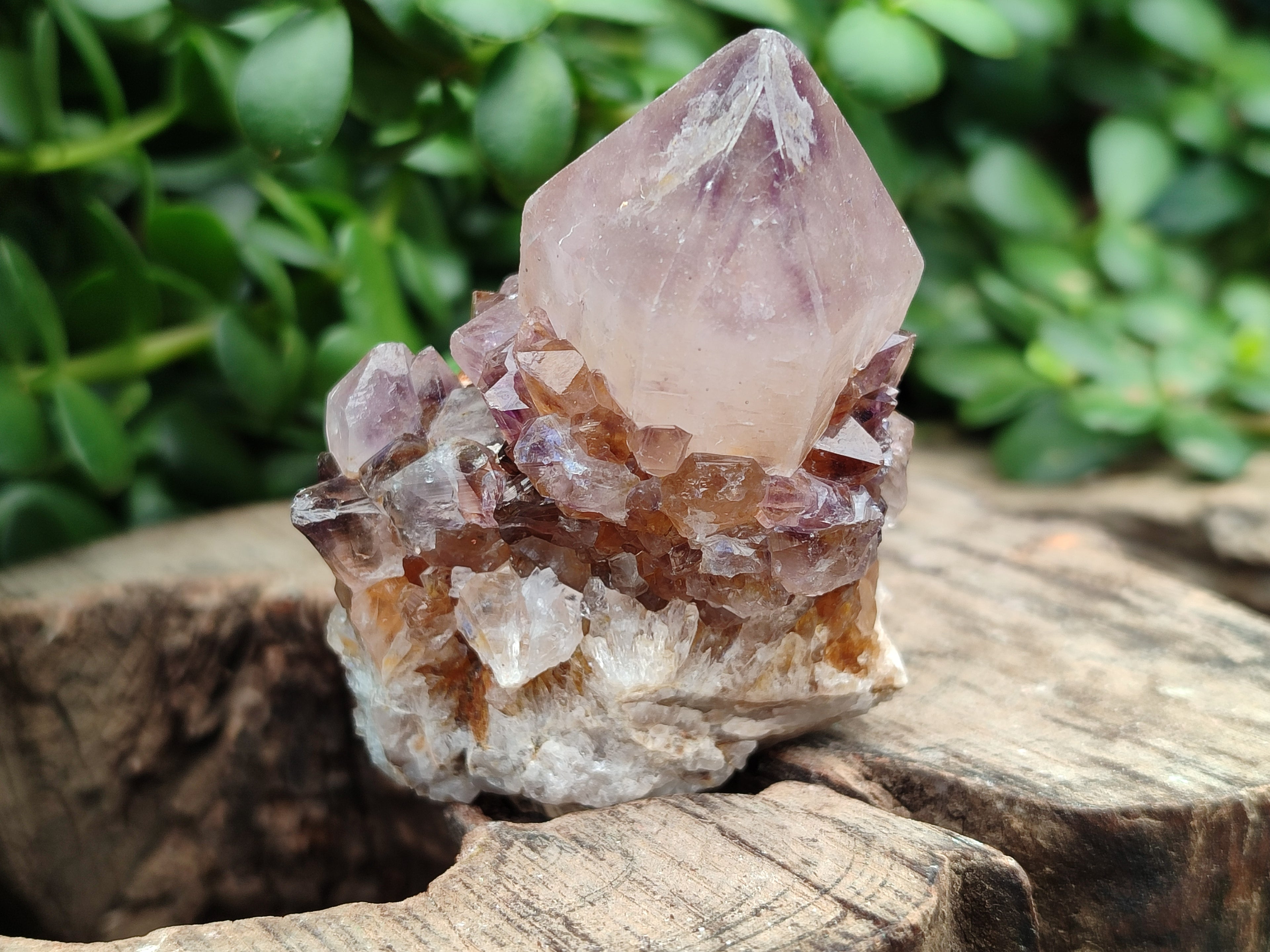 Natural Amethyst Spirit Quartz Crystals x 12 From Boekenhouthoek, South Africa - Toprock Gemstones and Minerals 