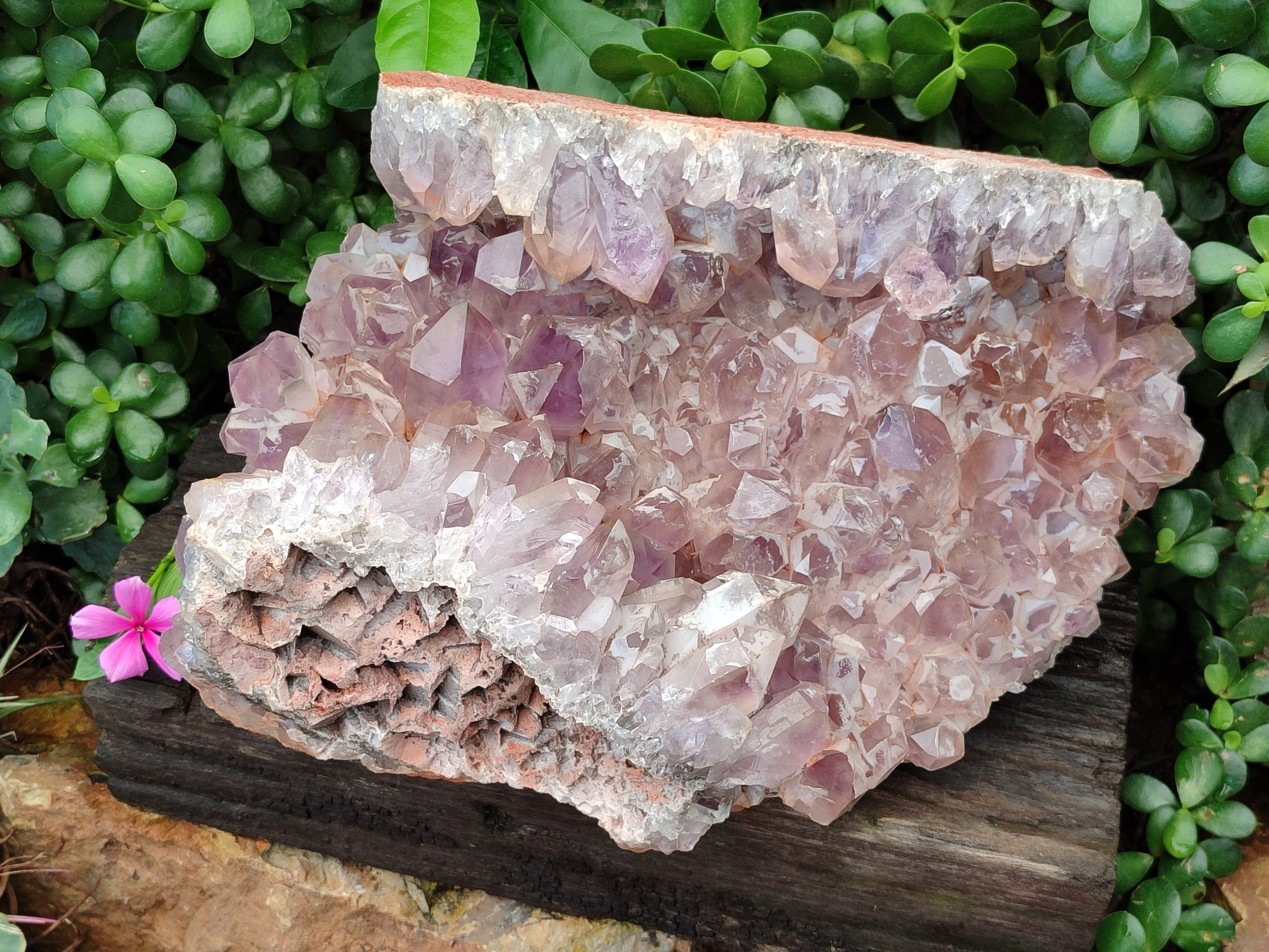 Natural Jacaranda Amethyst Quartz Cluster x 1 From Mumbwa, Zambia - Toprock Gemstones and Minerals 