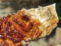 Natural XX Rare Vanadinite Specimen x 1 From Mibladen, Morocco