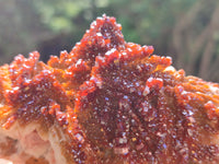 Natural XX Rare Vanadinite Specimen x 1 From Mibladen, Morocco