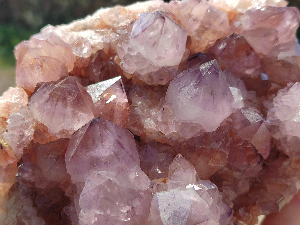 Natural Cactus Flower Dark Amethyst Spirit Clusters x 2 From South Africa - Toprock Gemstones and Minerals 