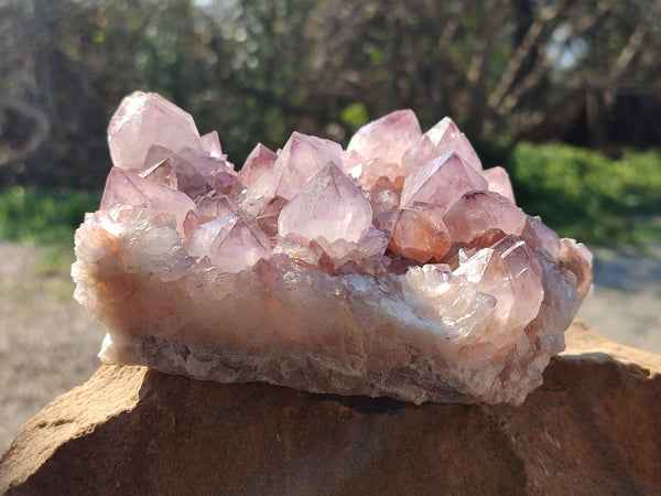 Natural Cactus Flower Dark Amethyst Spirit Clusters x 2 From South Africa - Toprock Gemstones and Minerals 
